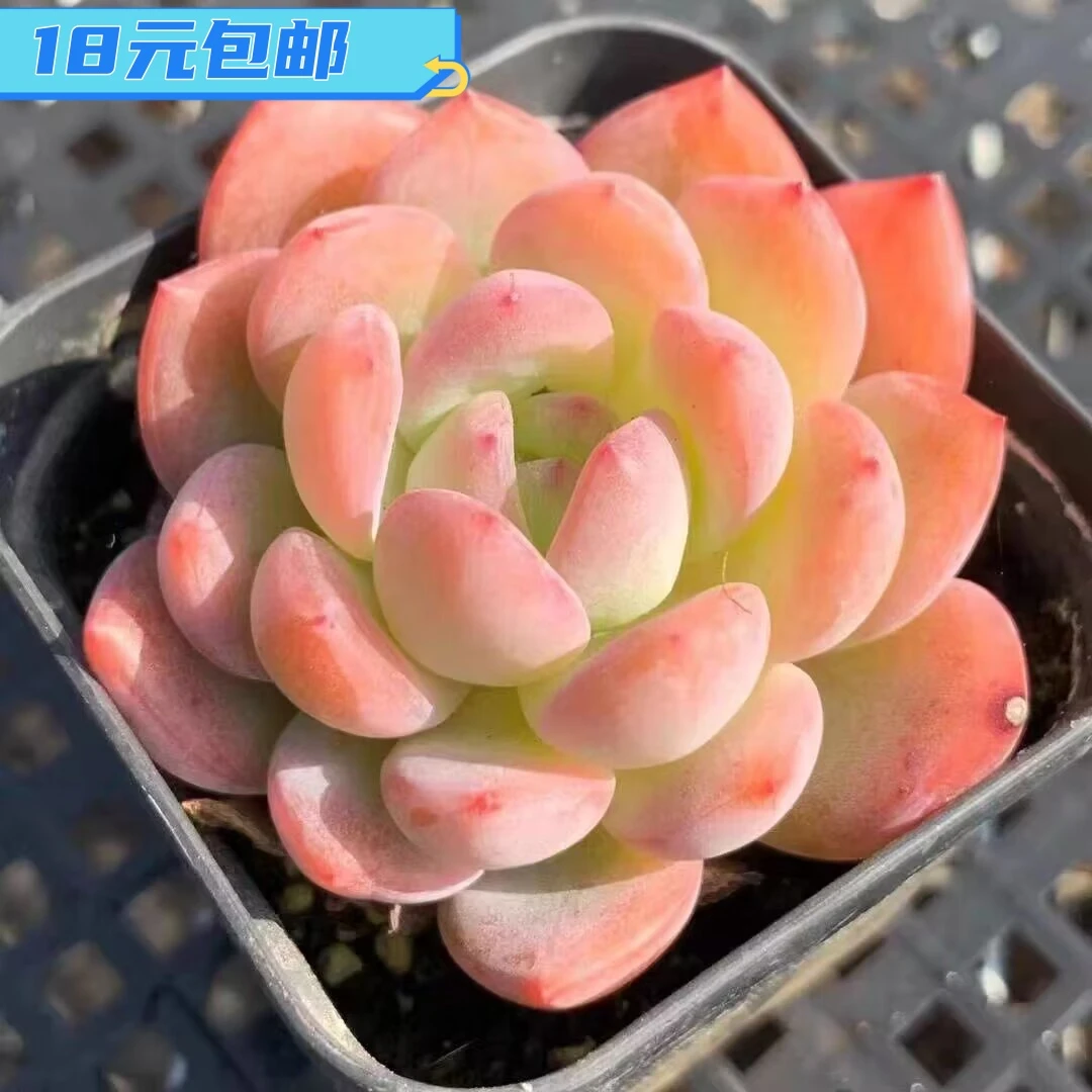 全明星多肉植物肉肉带盆栽好精品高级小盆栽大颗好养绿植花卉易活