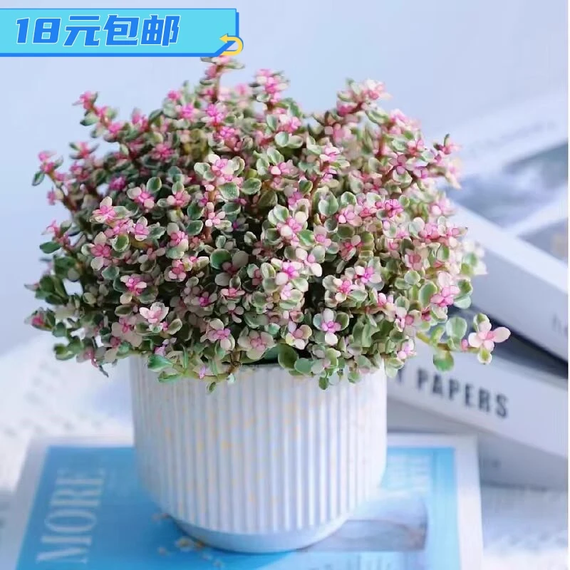 雅乐之舞粉色金枝玉叶中小型盆栽多肉办公室桌面客厅小型创意绿植