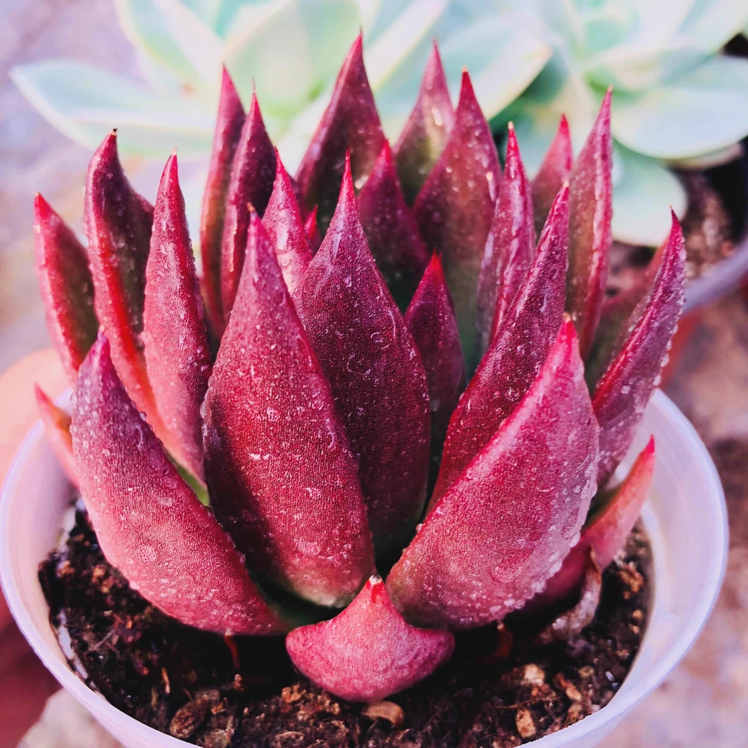 胜者骑兵红冬云野马冬云多肉植物花卉绿植盆栽老桩群生新手套餐