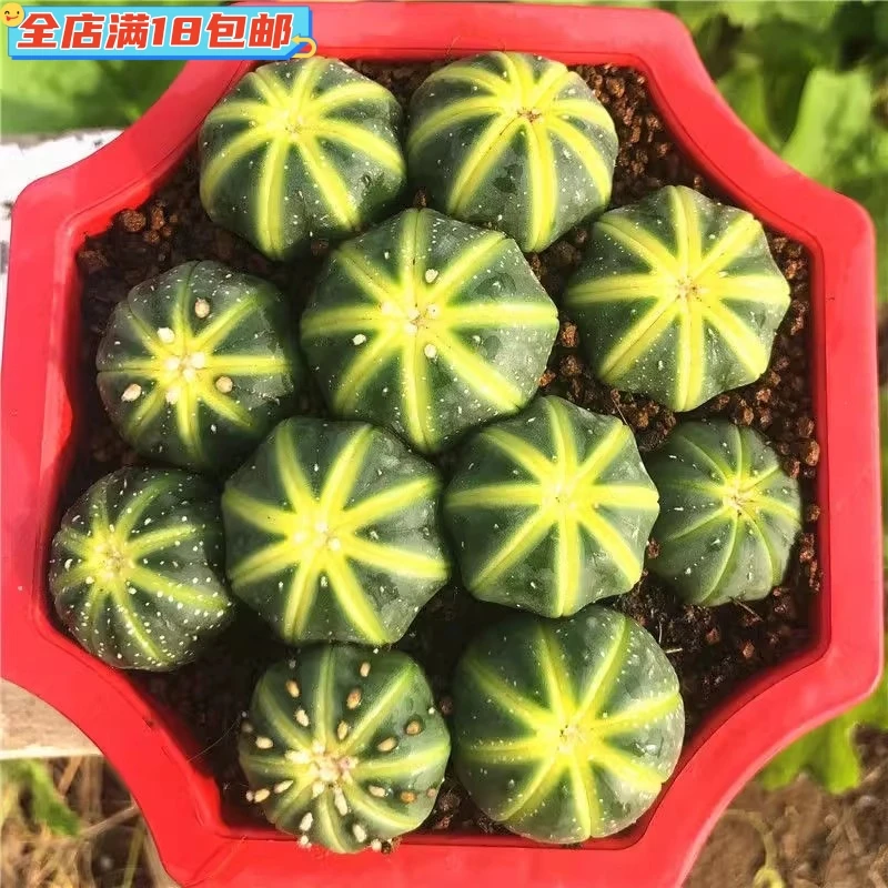 西瓜球星兜锦发货仙人球吸甲醛盆栽办公室防辐射星兜多肉花卉