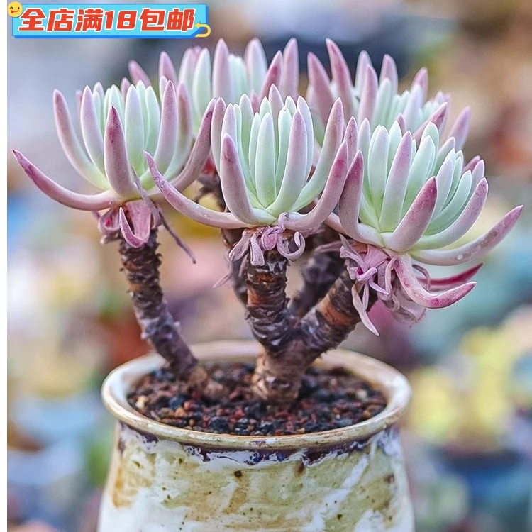 爱杜丽斯仙女杯大老桩多肉植物母本花卉绿植盆栽开花好养