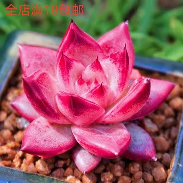 红颜蜜语多肉乌木天狼星罗宾罗卡室内阳台花卉桌面小盆栽红色好养