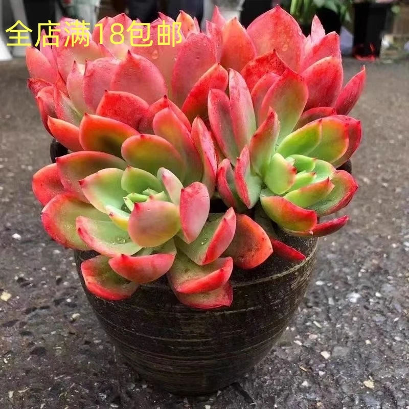 绮罗多肉植物大棵高档盆栽花卉阳台庭院露天耐旱懒人新手肉肉