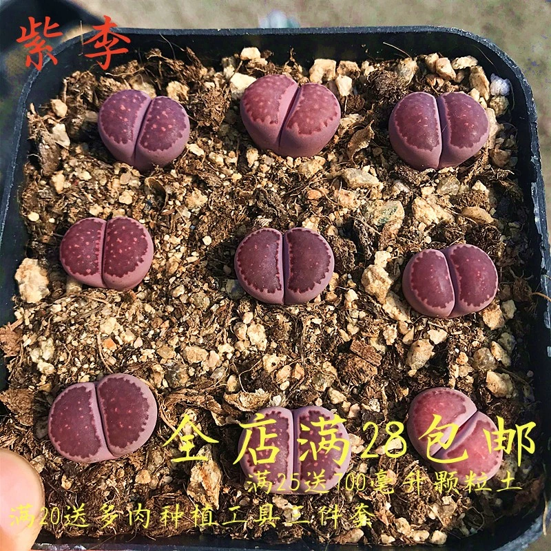 沐绿歌紫李生石花多肉植物花卉绿植组合盆栽创意微景观净化空气