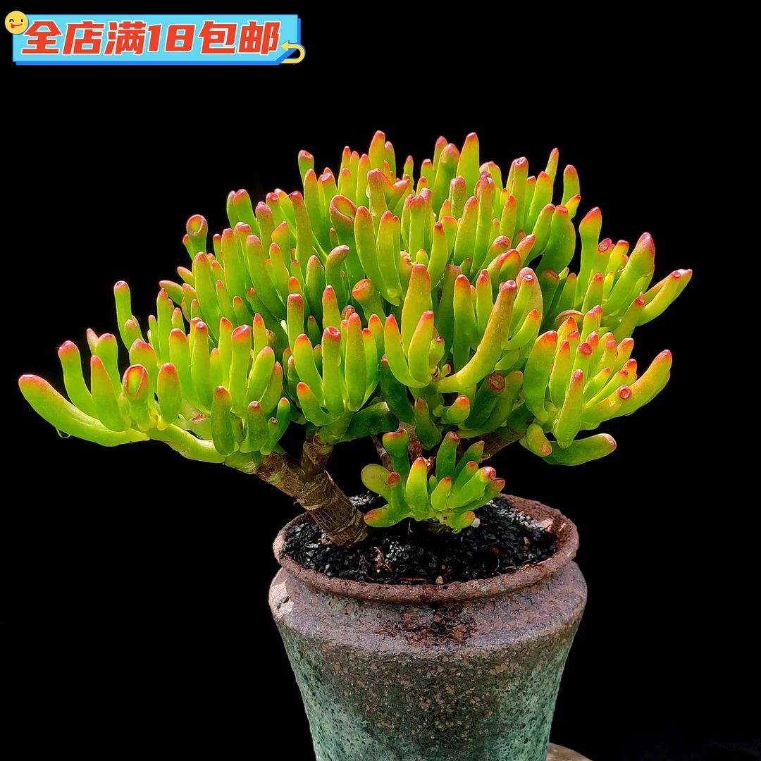 多肉植物筒叶花月发财树吸财树老桩寓意招财进宝客厅阳台好养活