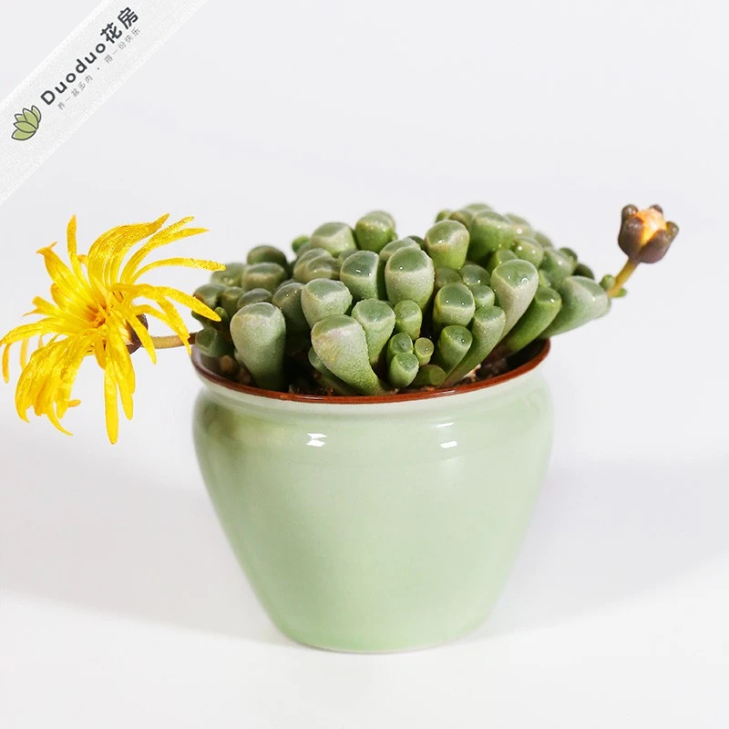 五十铃玉多肉植物花卉实物红色绿植盆栽母本整盆促销爆款满包邮
