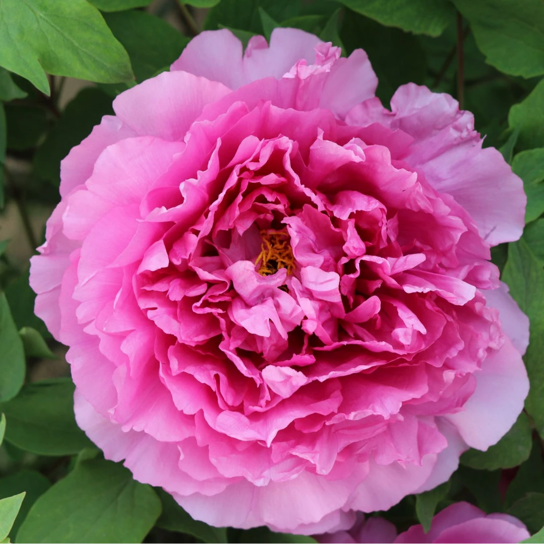 【菏泽牡丹园】人面桃花红色系牡丹对版发货