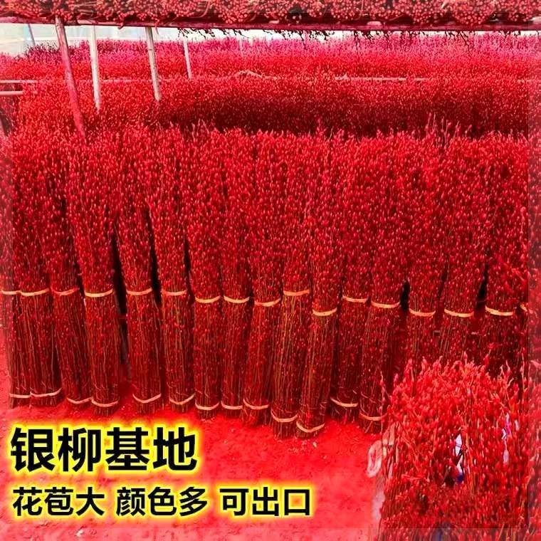 招财银柳真花鲜枝春节年宵花卉水培耐寒植物干花银柳新年室内装饰