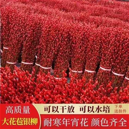 银柳鲜枝真花年宵花鲜枝带花苞七彩花卉真花植物客厅干花室内彩柳