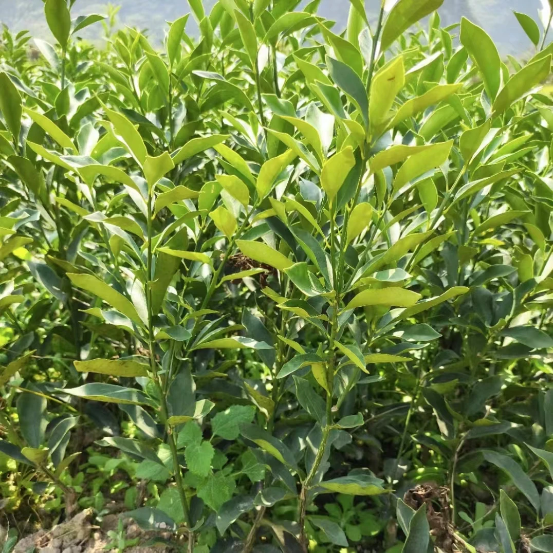 金钱桔苗 自家苗圃 现挖现发 苗子健壮根系好 保湿发货成活率高