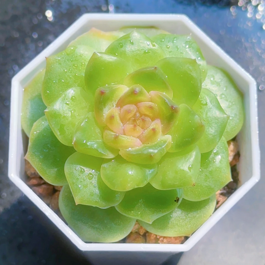 新款溏心珍妮甜心灯泡钻石心多肉植物三颗不同个体带盆耐活好养