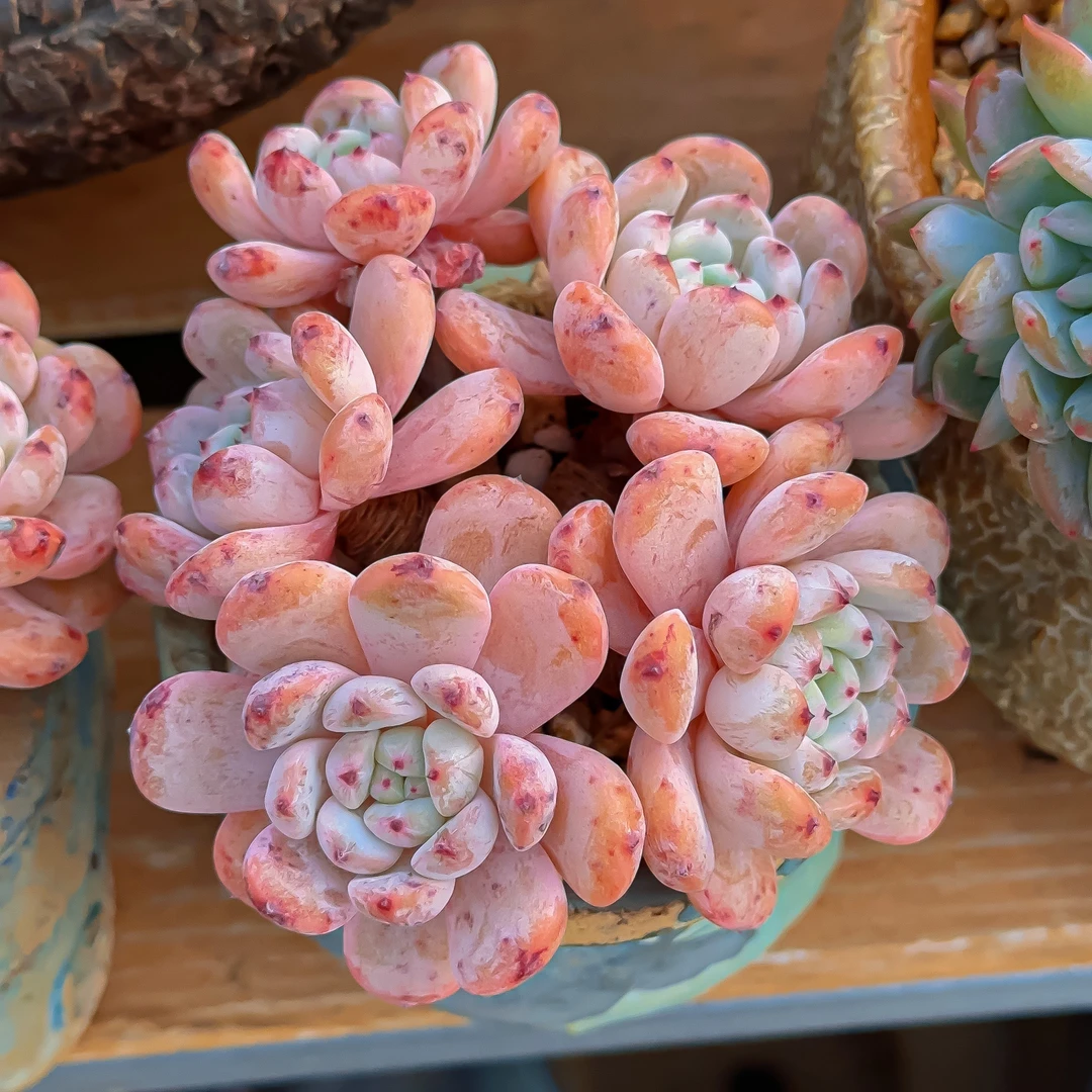 比安特血爪多肉植物老桩控养精品粉紫色群生捧花造型一物一拍