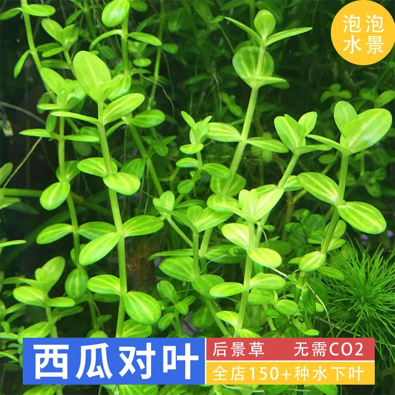 小对叶坨草 淡水鱼缸懒人造景装饰坨无需CO2水下叶真水草后景草