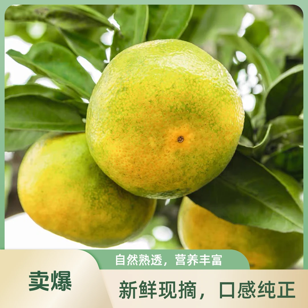 正宗涌泉蜜桔装当季水果青皮早熟桔新鲜桔子现摘现发香甜皮薄10斤