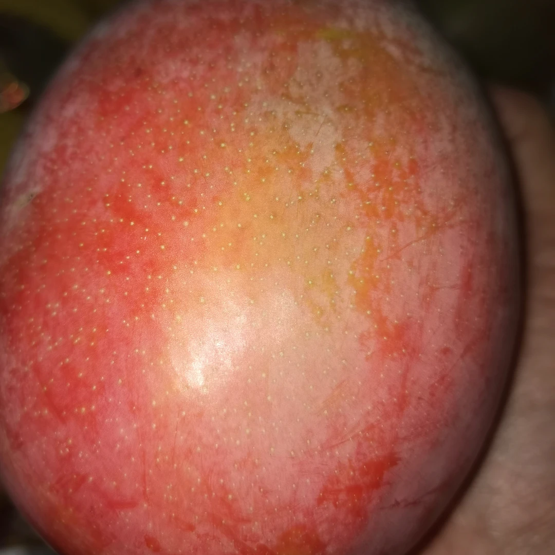 攀枝花凯特大芒果
