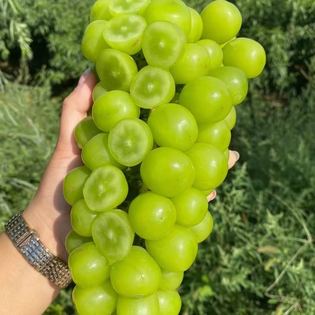 云南高山阳光玫瑰