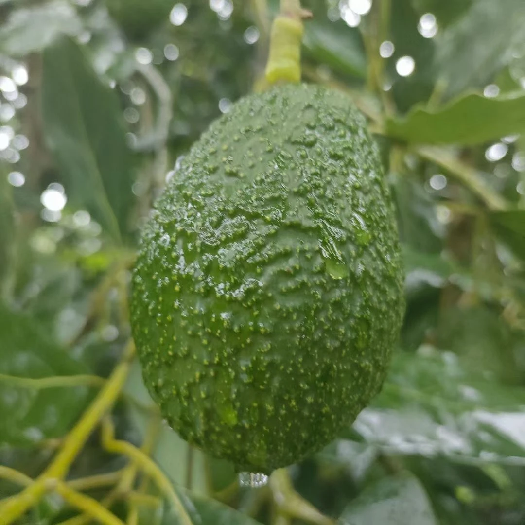 AA国产云南孟连（哈斯）牛油果{孕妇水果宝宝辅食必备}中大果