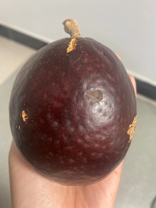 白玉佛心菩提大果