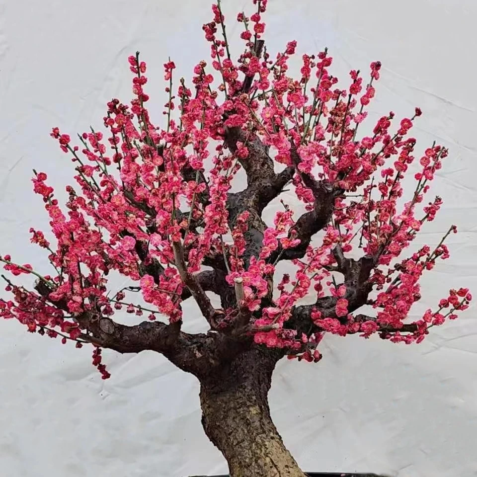 原生精品梅花一物一拍，百草堂专享