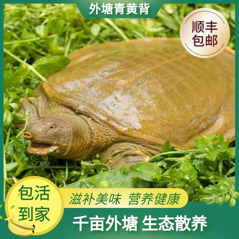 （三只装）单只甲鱼2斤左右 黄甲鱼