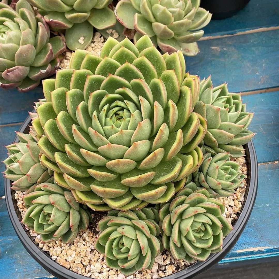 曼*冰橙多肉植物