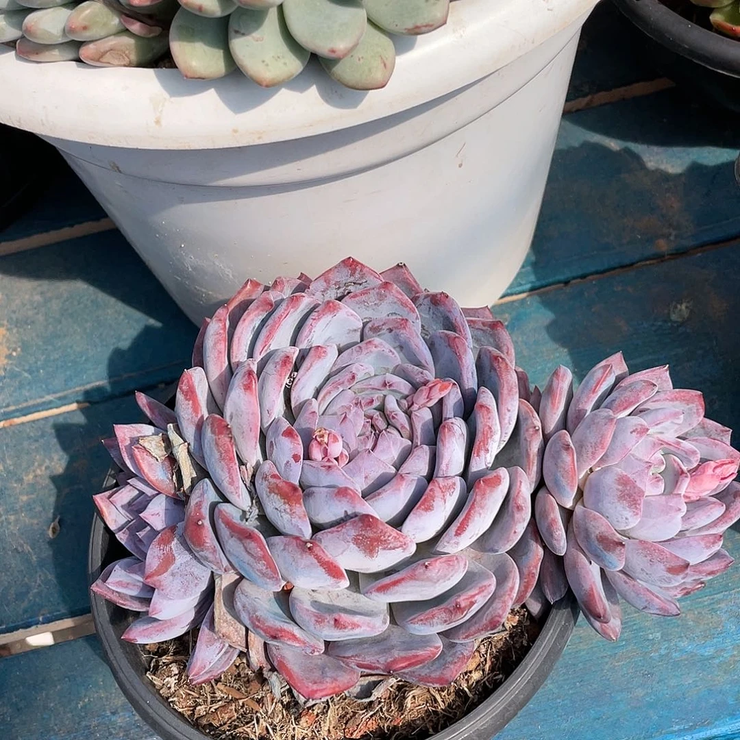 落**?星影多肉植物