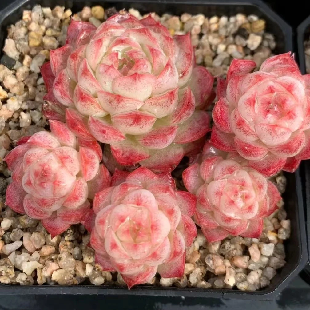 芷馨多肉 园艺植物 ：01号链接多肉植物一物一拍