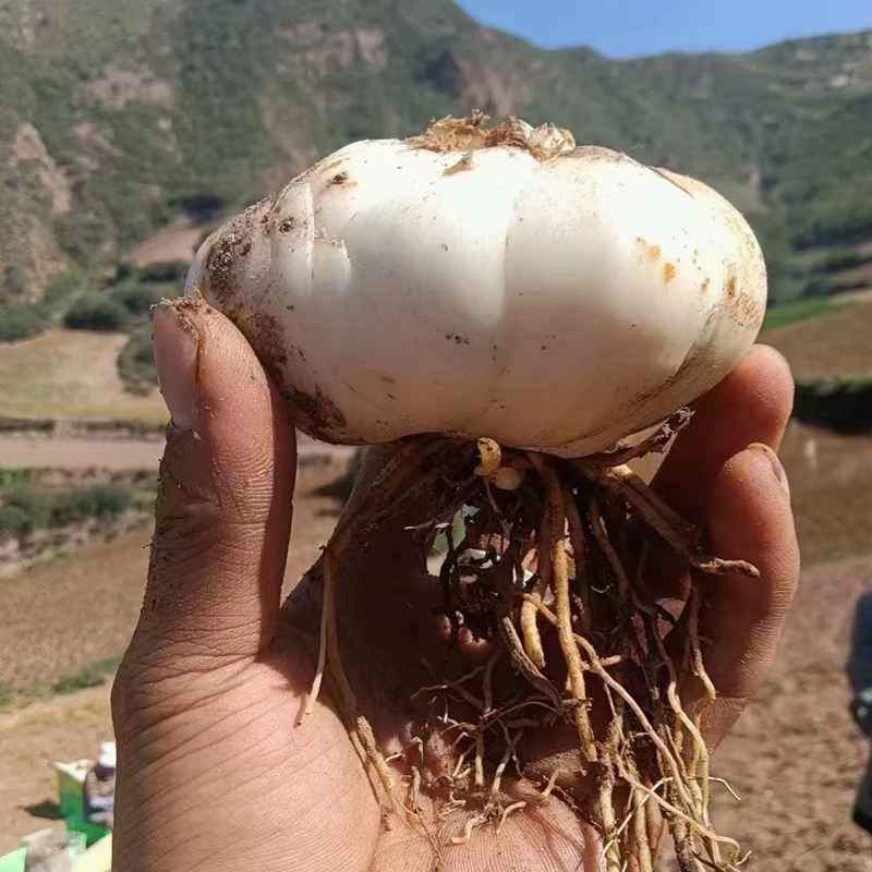 【达人】大果-两头煌九年生兰州甜百合带土带根鲜百合2斤共6袋