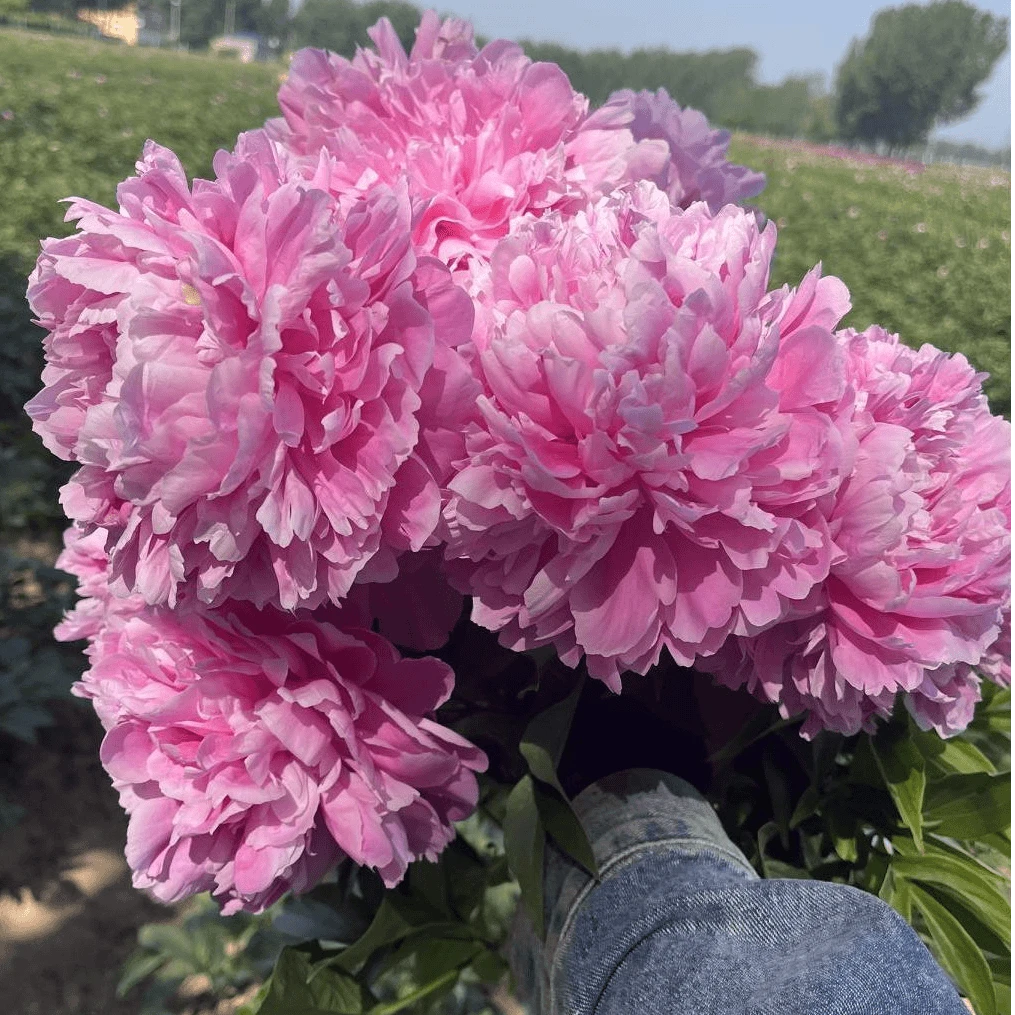 【蓝田飘香】重瓣观赏芍药花苗山东大芍药花苗耐寒植物菏泽基地直发