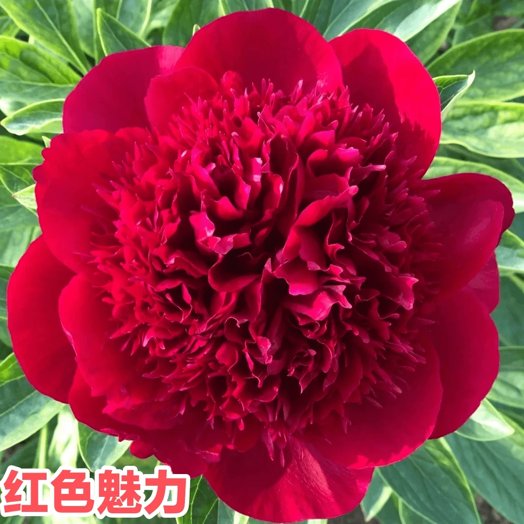 【红色魅力】2年菏泽正宗观赏芍药花苗带根多年生大花盆栽芍药根块