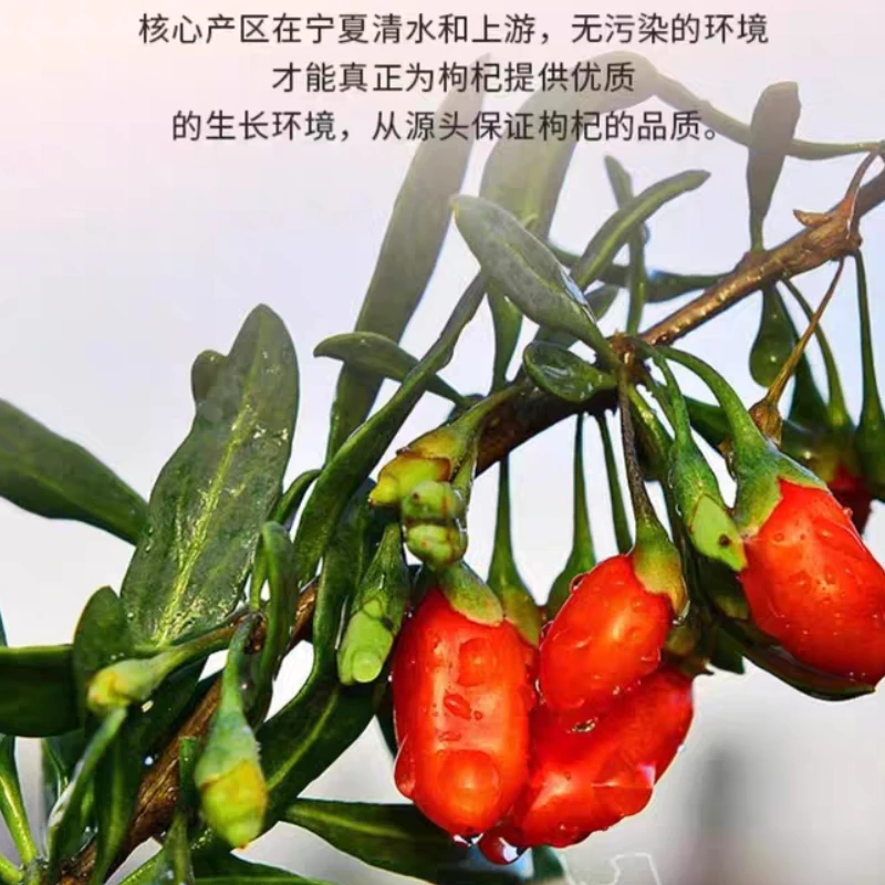 宁夏头茬枸杞特级大果无硫磺熏染罐装