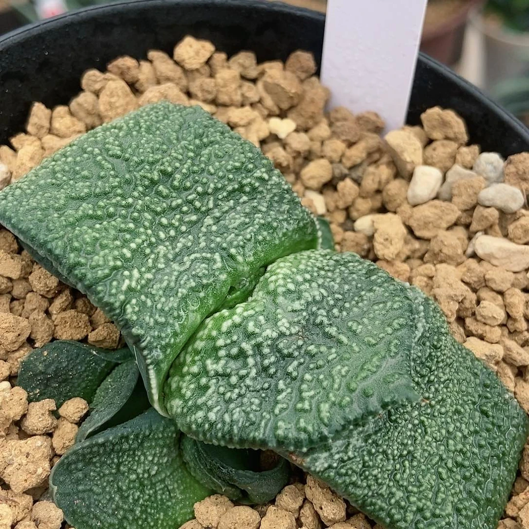 636卧牛实生大白釉带盆发货