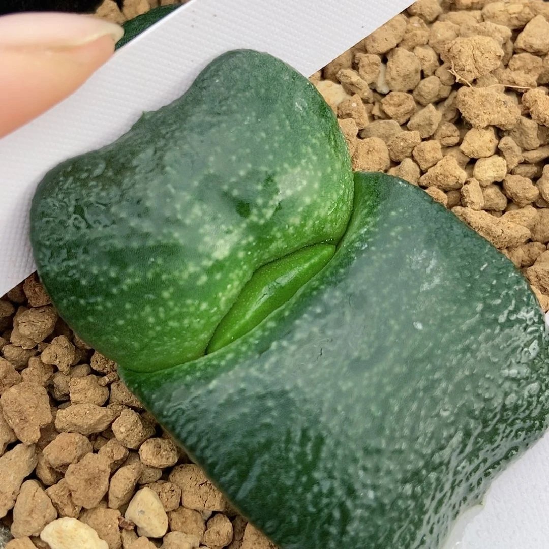 人***路687军配蝴蝶叶带盆发货