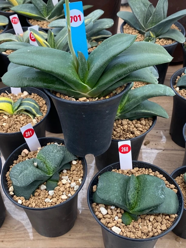 701卧牛实生多肉植物直径18公分左右