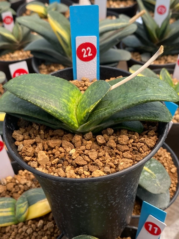 22卧牛实生锦多肉植物