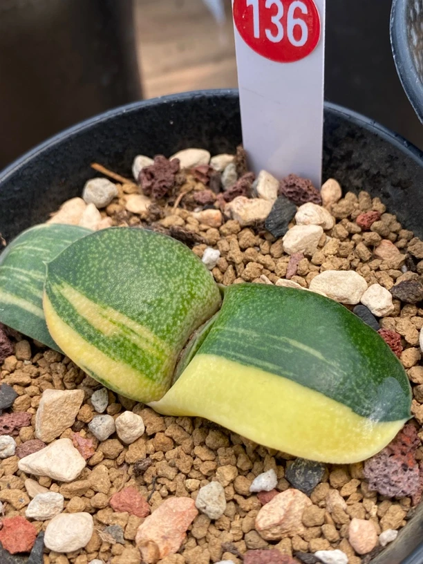 136卧牛实生锦多肉植物