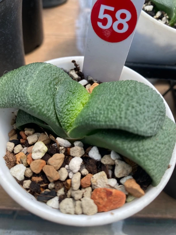 卧牛实生58带盆发货