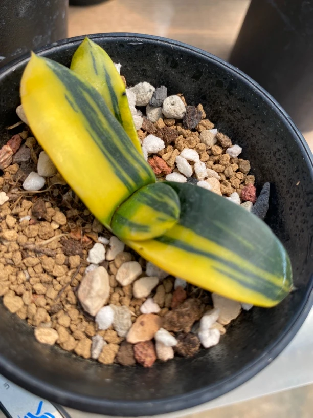 37卧牛实生锦多肉植物