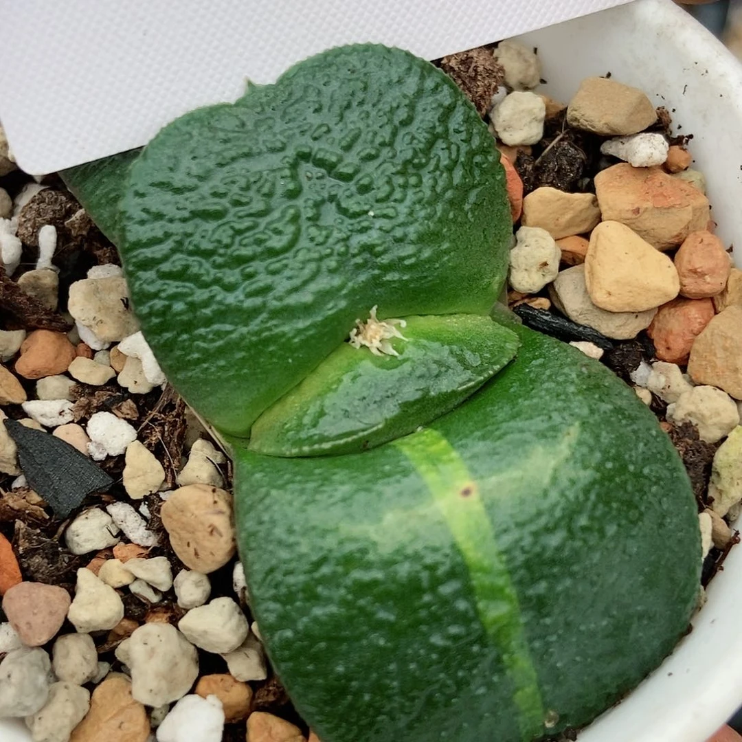 307军配卧牛实生带盆发货