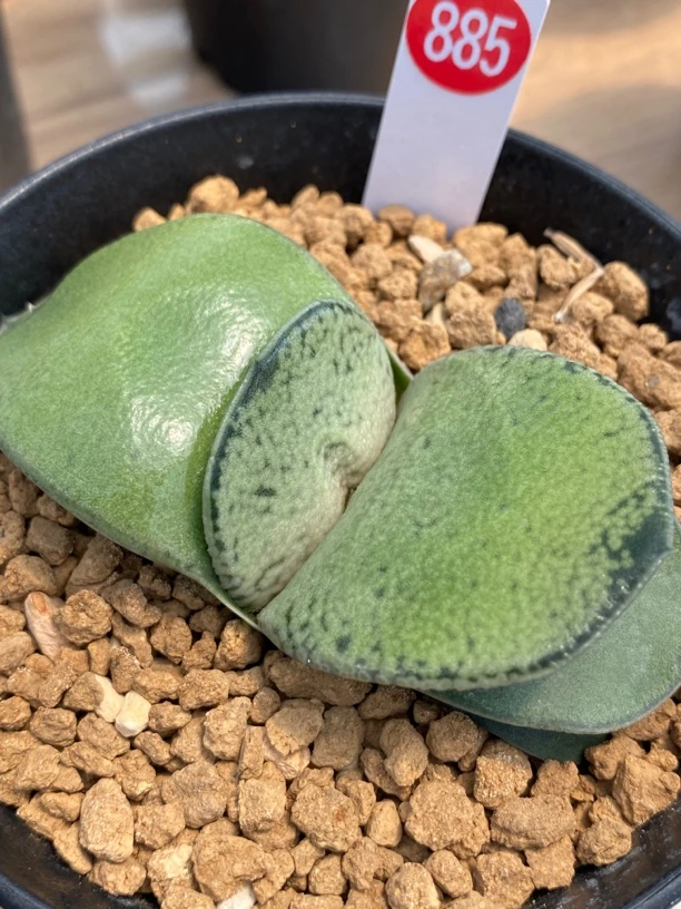 885卧牛实生多肉植物