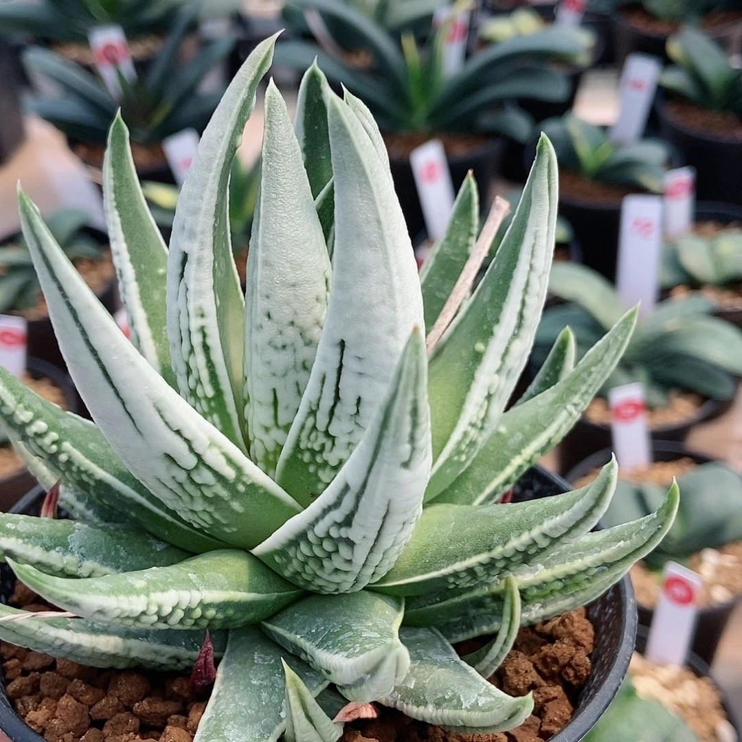 ?****?十二卷带盆发货111