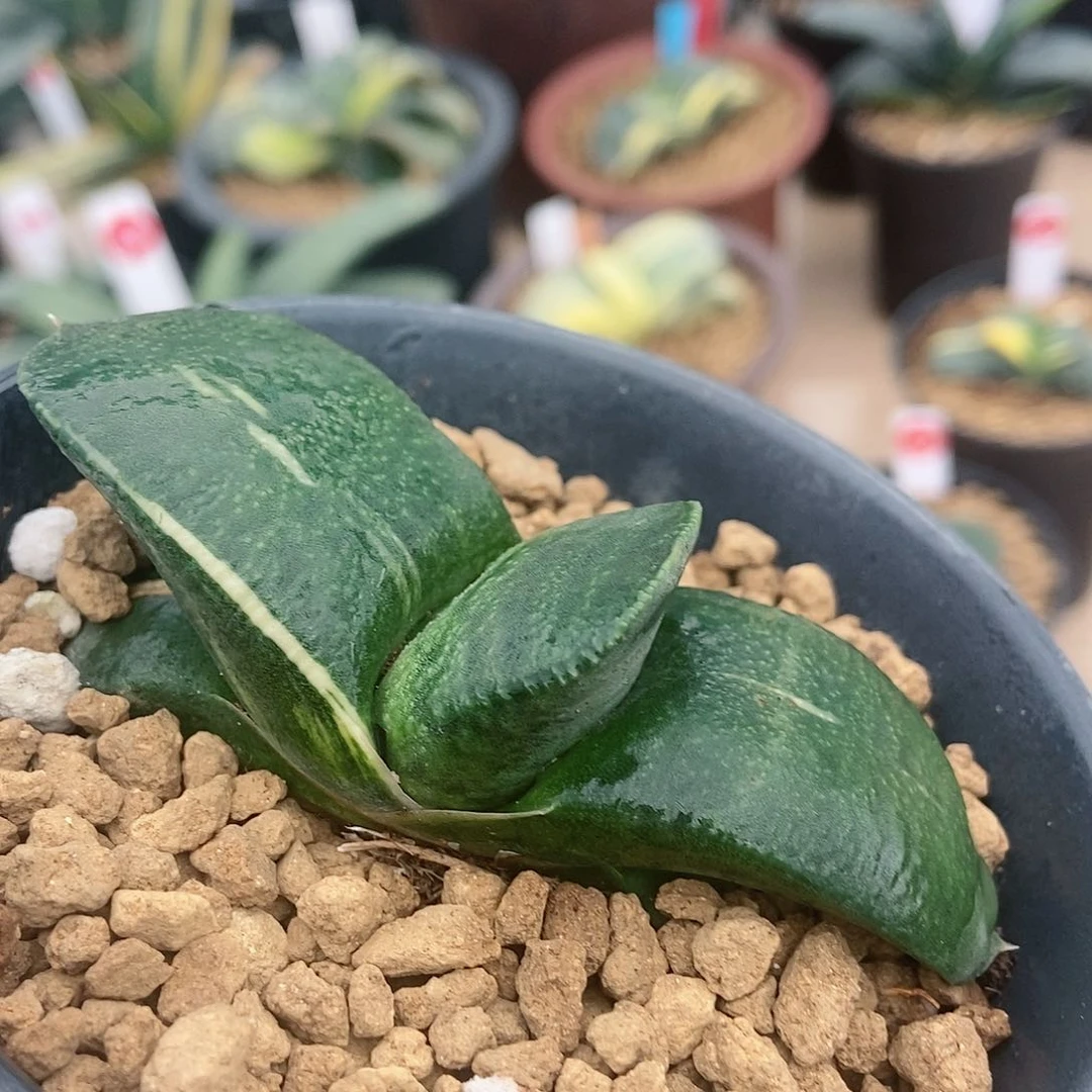 255卧牛实生锦带盆发货