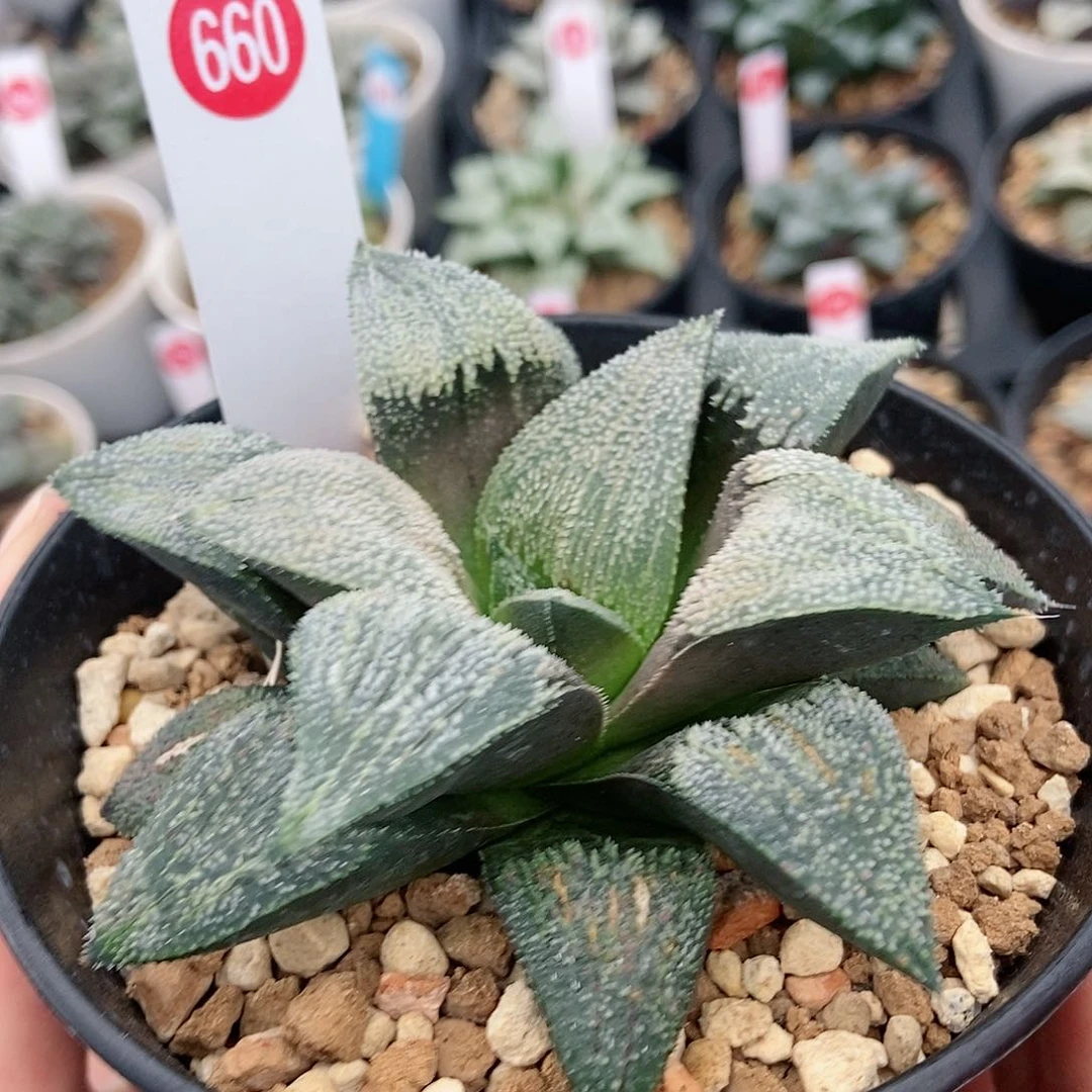 660美吉实生带盆发货