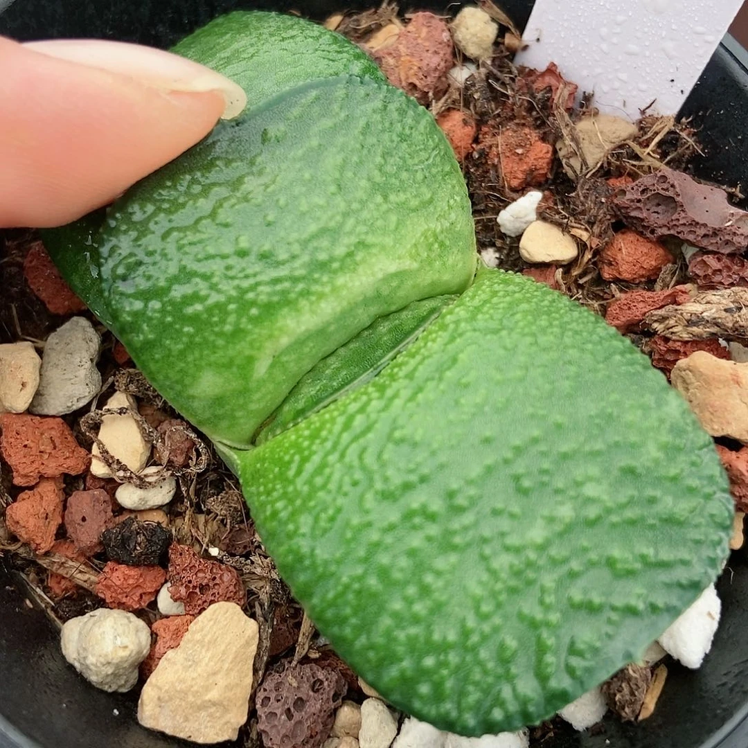 悠***儿678卧牛实生带盆发货