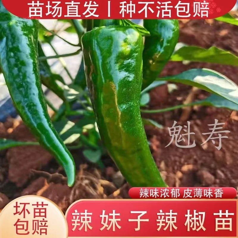 辣妹子超辣特辣辣椒苗秧种籽四季春秋种植蔬菜苗盆栽山东辣椒种子