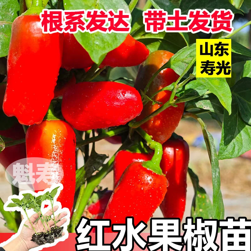 水果椒种籽彩色辣椒种子苗秧阳台四季盆栽不辣蔬菜孑籽种秧苗大全