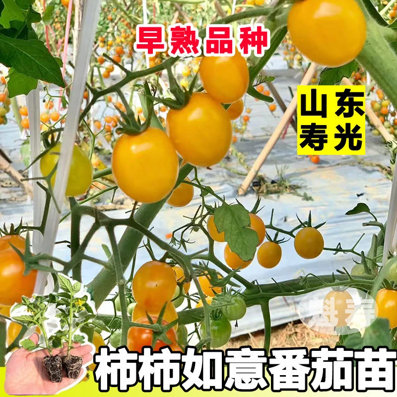超甜糖水炸弹金玲珑千禧秧苗四季阳台盆栽小黄番茄夏季种植黄千禧