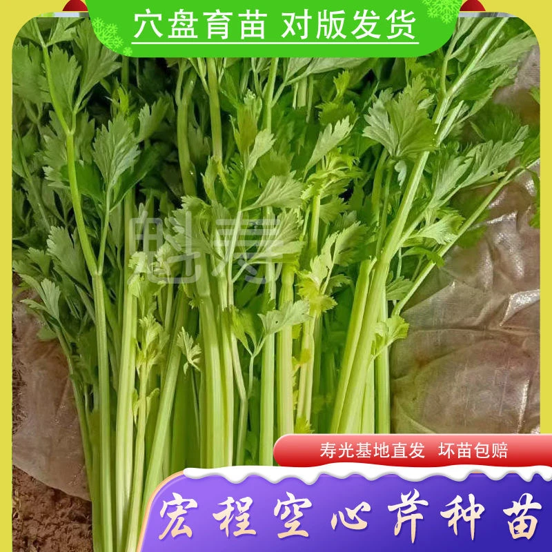 宏程空心芹菜种子 大叶空心芹菜种子耐热香芹菜种子