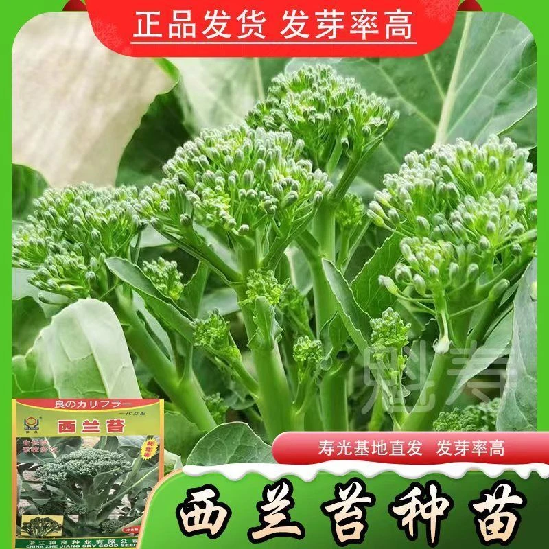 西兰苔苗菜花秧四季蔬菜西兰苔种子寿光菜蔬菜苗四季蔬菜