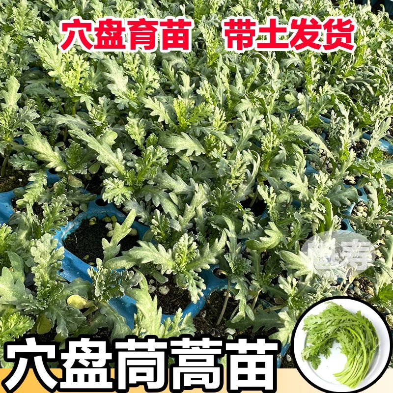 可吃大叶茼蒿菜苗四季高产茼蒿秧苗室内阳台庭院盆栽茼蒿蔬菜种苗